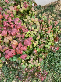 この花の名前を教えてください オタフクナンテンだと思います Htt Yahoo 知恵袋