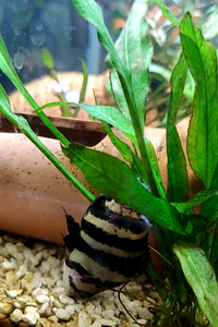 熱帯魚の件で教えて下さいダトニオのベビーが下方向 にだけ泳い Yahoo 知恵袋