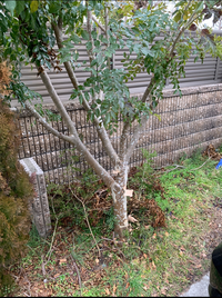 シマトネリコをまた生えてくると思い 伐採してしまいました これはもう伸びてこな Yahoo 知恵袋