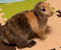 こんにちは うさぎさんの柄について教えて下さい 先日 うさぎさ Yahoo 知恵袋