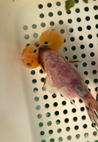 助けてください 5日ぐらい前に買った金魚が瀕死です ネット通販で買った金 Yahoo 知恵袋