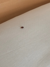 現在ビジネスホテルで連泊中なのですが、
朝枕もとに虫を発見しました。
この虫は何かわかる方いらっしゃいますか？ 