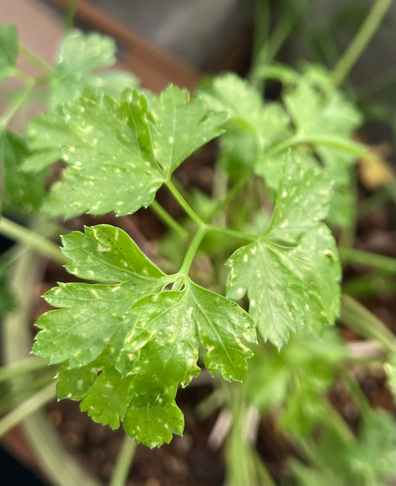 イタリアンパセリについた虫の駆除について。室内で育てているイタリアンパセ... - Yahoo!知恵袋