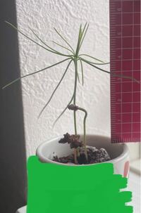 緊急 種から赤松を育てているものです 実は お芽でたお Yahoo 知恵袋