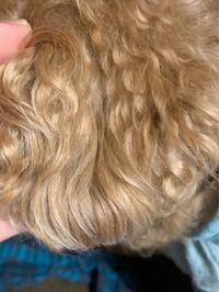 犬のヘアカラーの仕方について トリマーさんにお伺いします 犬のヘア Yahoo 知恵袋