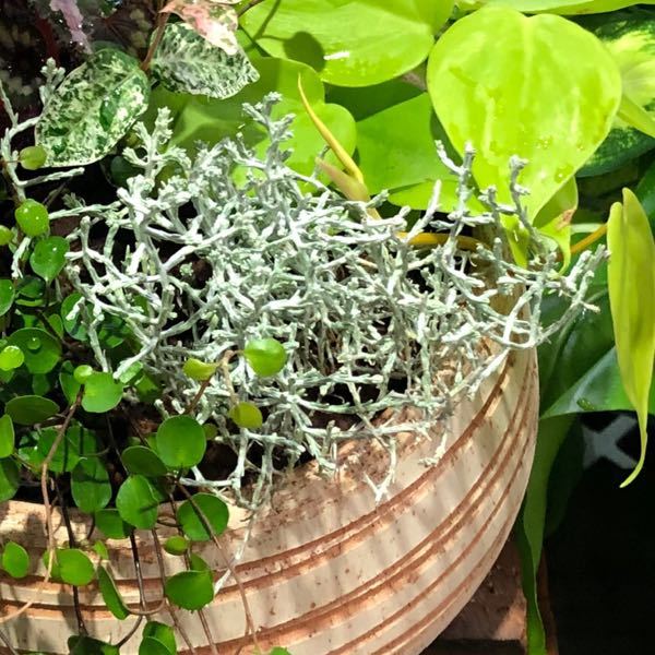 写真中央のシルバーリーフの植物の名前を教えて下さいm M カ Yahoo 知恵袋