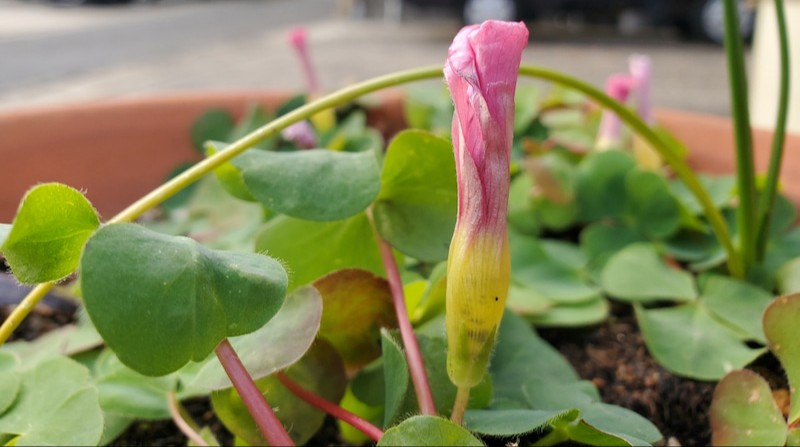 よく道端等で見掛ける花なのですが 花の色はよく見掛けるの Yahoo 知恵袋