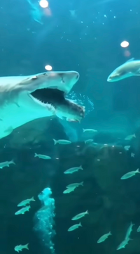 水族館にいる鮫ってなんで水槽にいる魚食べちゃったりしないんですか 食べれ Yahoo 知恵袋