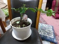 ボケの蕾はいつ頃出ますか 去年ボケ 彩の雪 の鉢植えを買いました 花が咲 Yahoo 知恵袋