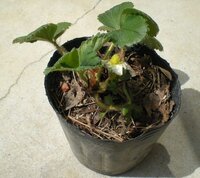 野菜のポット苗や、植物の鉢植えなどを配送するとき、どのように梱包