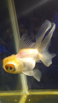 金魚に詳しい方教えてください こちらの金魚をお店で見つけたので Yahoo 知恵袋