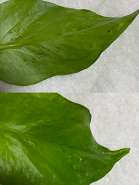 ポトスの葉がプツプツしています これはなんでしょうか 病気だったらこわい Yahoo 知恵袋