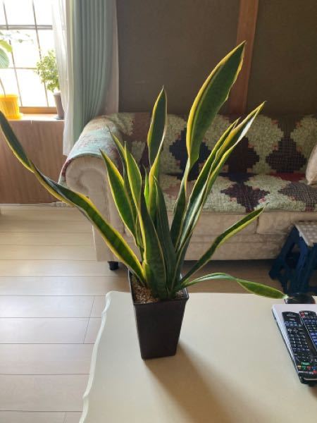 このサンスベリアの写真を見てください 右の2枚は細くて幅もなく薄い Yahoo 知恵袋