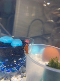 オレンジチェリーシュリンプの卵について抱卵してるチェリーシュリンプがいる Yahoo 知恵袋