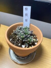 紫晃星をいただきました 花を開花させるまで育てたいのですが 育てた経験が Yahoo 知恵袋