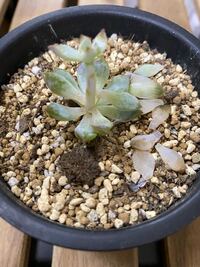 ベンケイソウ科セダム属のプロリフェラを育てています 今朝見てみたら Yahoo 知恵袋