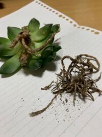 ハオルチアオブツーサを買ったら 根がこんな風になっていました どうやって育てて Yahoo 知恵袋