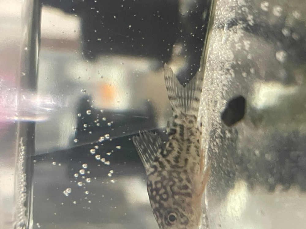 コリドラスの塩浴について コリドラスステルバイの背鰭が少 Yahoo 知恵袋