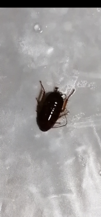 画像これは何と言うゴキブリ でしょうか 背を触っても羽らしきも Yahoo 知恵袋