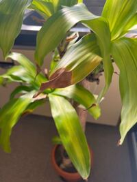 ドラセナマッサンゲアナについて質問です しばらく暗い室内 Yahoo 知恵袋