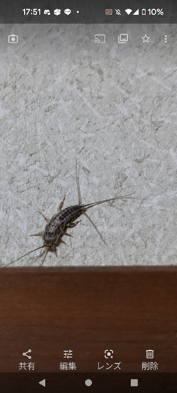 家にいたんでんすけどこの虫なんですか？