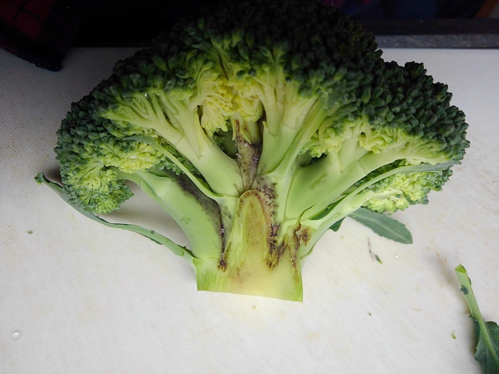 ブロッコリーが痛んでいる腐ったのは見たこと有るんで違うと思うんですが茎以 Yahoo 知恵袋