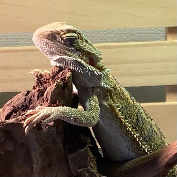 フトアゴヒゲトカゲが朝からぐったりしています すごく心配なので Yahoo 知恵袋