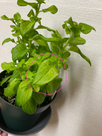 3ヶ月目のペチュニアの挿し木です 親株は去年の秋にハダニで苦労 Yahoo 知恵袋