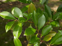 榊の花が臭くて困ります 自宅で神棚に榊を 月2回 あげているのですが 購 Yahoo 知恵袋