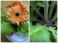 ガーベラの花が終わったら 茎はどのあたりで切ればいいですか 根元から新 Yahoo 知恵袋