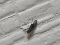 このハエなんですか 急に家に大量発生してすべて天井か壁にくっつく習性があ Yahoo 知恵袋