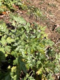 これはヨモギですか よろしくご教示お願いします Yahoo 知恵袋