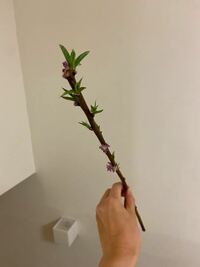 花屋さんで買った梅の花が咲き終わり、江田をそのまま花瓶にさして