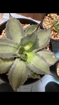 アガベパリーですが 水耕栽培にて発根管理後 植え替えして1ヶ月ぐらい順調 Yahoo 知恵袋