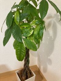 パキラの葉っぱがふにゃふにゃになって来ました なんとか元のように真っ直ぐ Yahoo 知恵袋