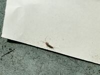 紙魚が一匹家にいました 初めて見たんですが一匹いるということはいっ Yahoo 知恵袋