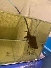 尾ぐされ病の金魚についてです 結構ひどい尾ぐされ病の金魚 Yahoo 知恵袋