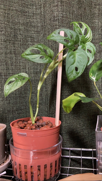 水耕栽培で小さな子株からマドカズラを育てています 1年ほどだったのですが Yahoo 知恵袋