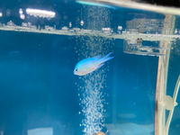 海水魚のエロモナス 穴あき病について教えてください 穴あき病 Yahoo 知恵袋