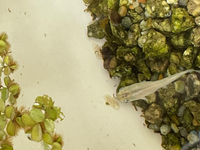 メダカを飼っているのですが水槽の壁に卵のような物がありました Yahoo 知恵袋