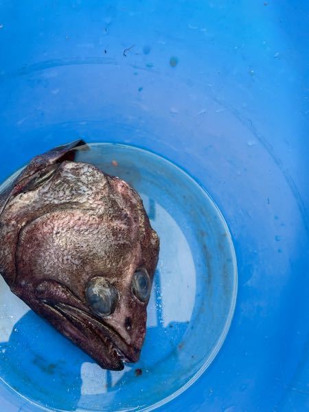 多分カレイだと思うのですが このカレイは何カレイですか 頭だけ Yahoo 知恵袋