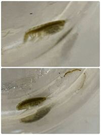 水中にいた エビのような微生物 これは何ですか ヨコエビ Yahoo 知恵袋