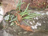 この植物は何という名前ですか ノキシノブという着生シダで Yahoo 知恵袋