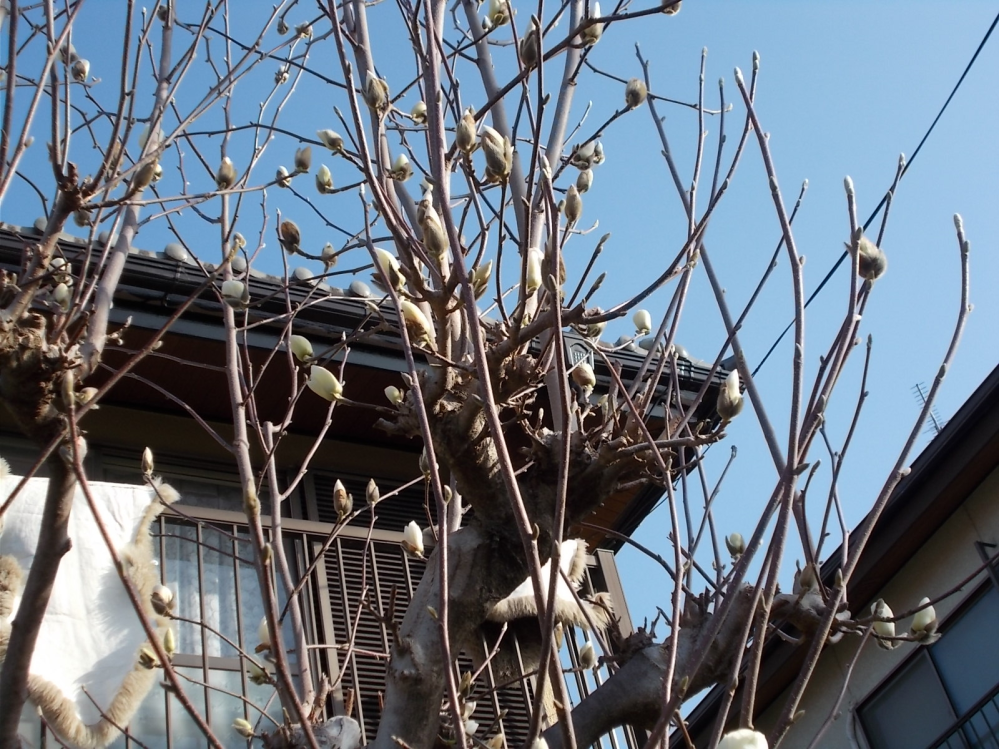 白木蓮の庭木があります。16年前転居の時に植えたのですが、剪定の植木屋さ... - Yahoo!知恵袋