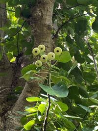 沖縄のこの木の実は何の実ですか 教えてください Yahoo 知恵袋