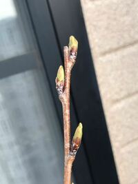 昨年の12月末に買ったソメイヨシノの苗木を鉢植えし 写真のような芽が こ Yahoo 知恵袋