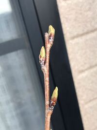 昨年の12月末に買ったソメイヨシノの苗木を鉢植えし 写真のような芽が こ Yahoo 知恵袋