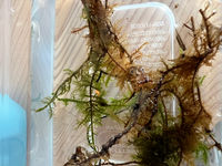 コケリウムかテラリウムを始めたいと思っているのですが 虫が湧くことっ Yahoo 知恵袋