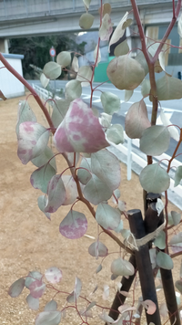 ユーカリを地植えしたのですがあまり元気がありません これは枯れてしまって Yahoo 知恵袋