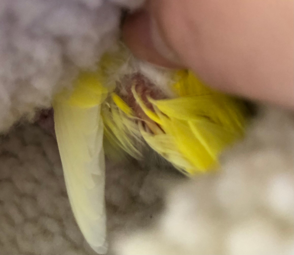 先日生後1ヶ月のセキセイインコを迎えました ご飯の後 私のももの上で毛布 Yahoo 知恵袋